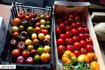 Cueillettes à la ferme près de Paris