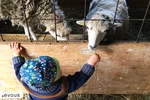 La Ferme de Paris, dans le Bois de Vincennes