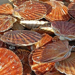 Fête de la coquille Saint-Jacques à Montmartre